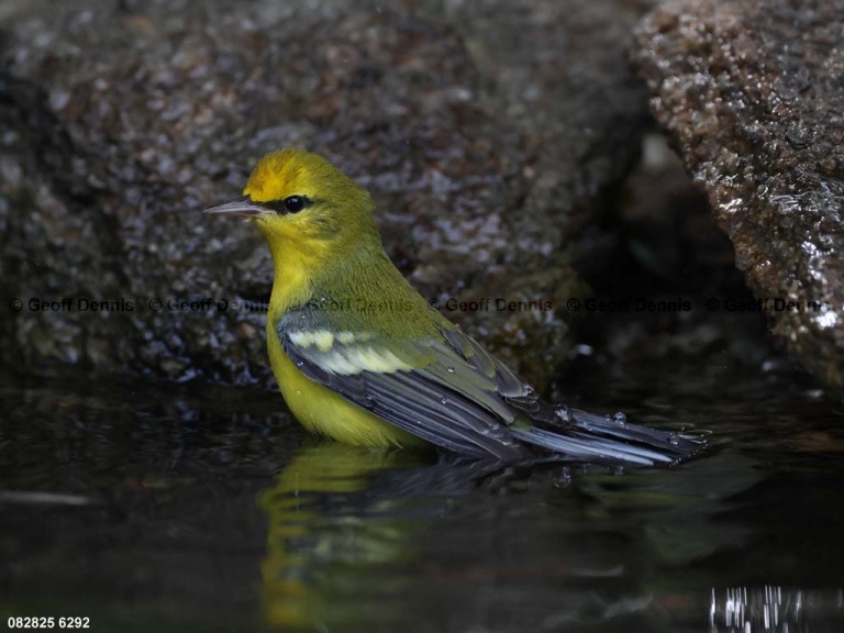 BWWA-BV_Blue-winged-Warbler