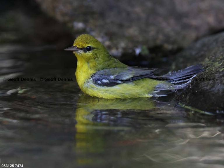 BWWA-BW_Blue-winged-Warbler