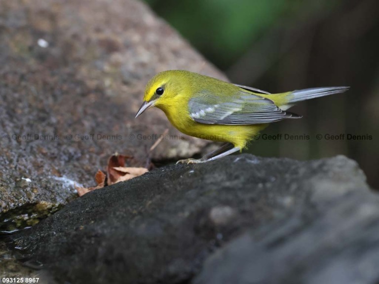 BWWA-BX_Blue-winged-Warbler