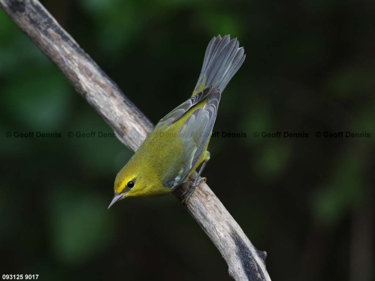 BWWA-BY_Blue-winged-Warbler