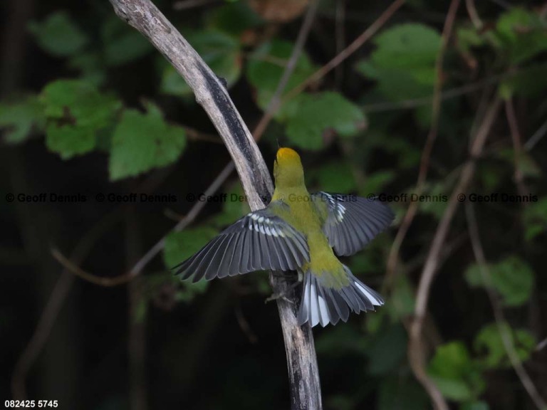 BWWA-BZ_Blue-winged-Warbler