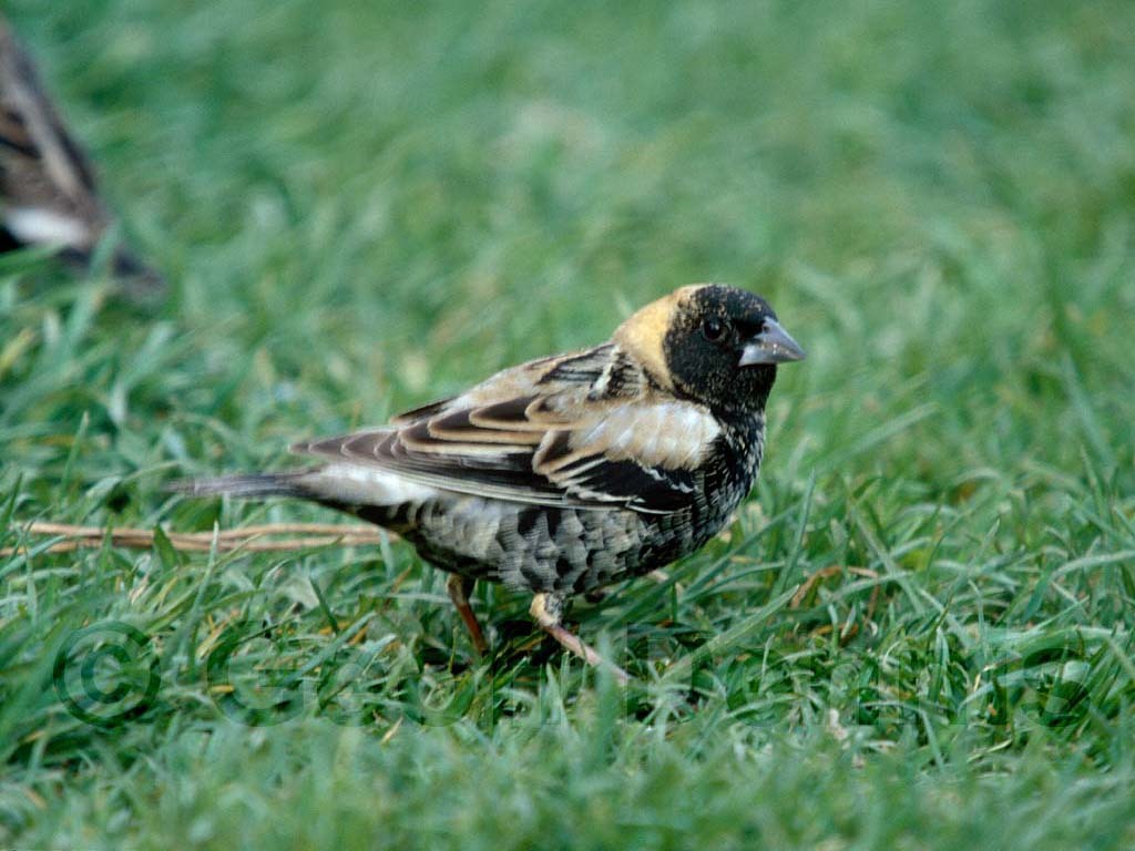BOBO-AA_Bobolink