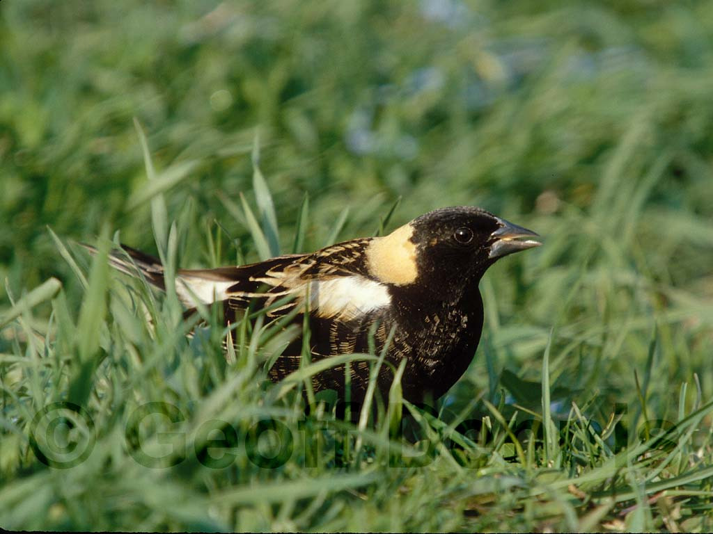 BOBO-AB_Bobolink