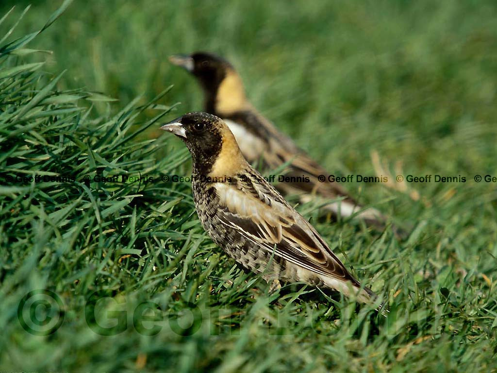 BOBO-AC_Bobolink