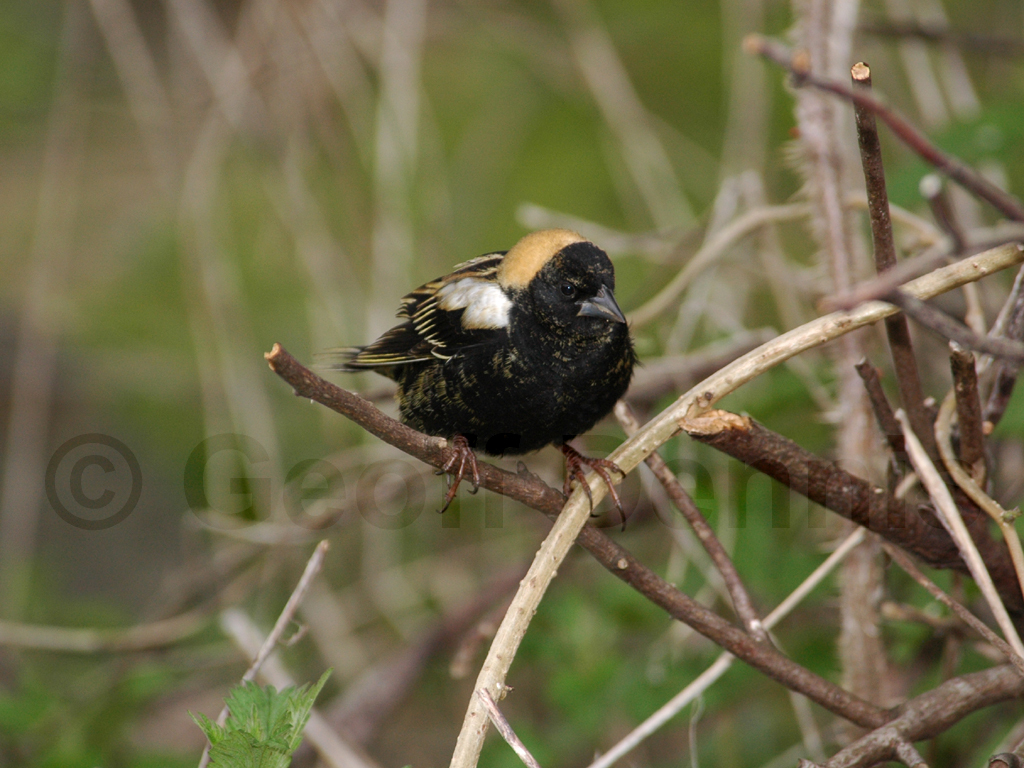 BOBO-AD_Bobolink