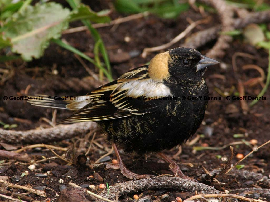 BOBO-AE_Bobolink
