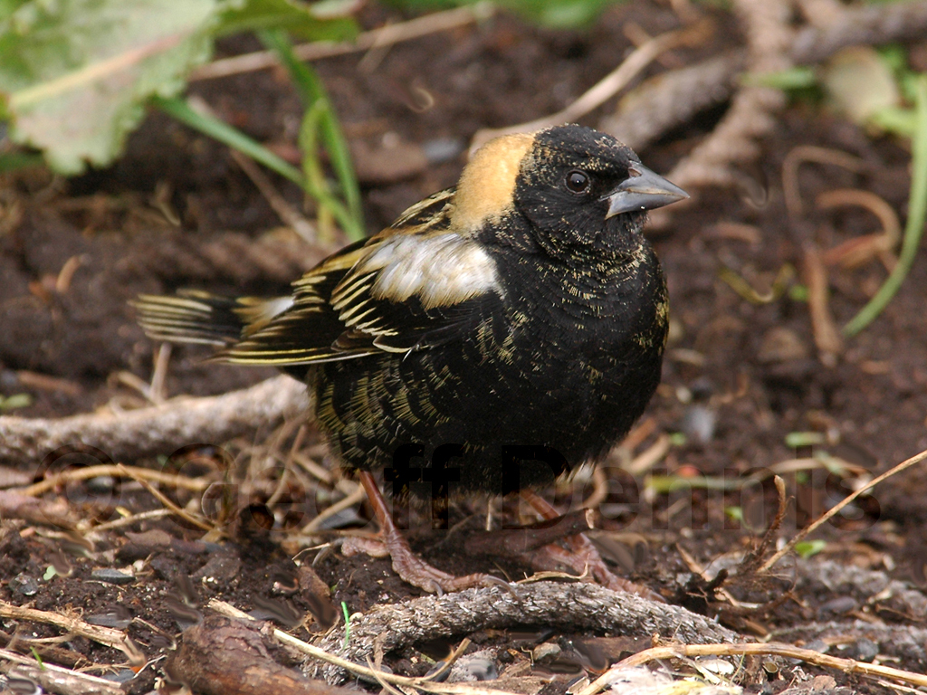 BOBO-AF_Bobolink