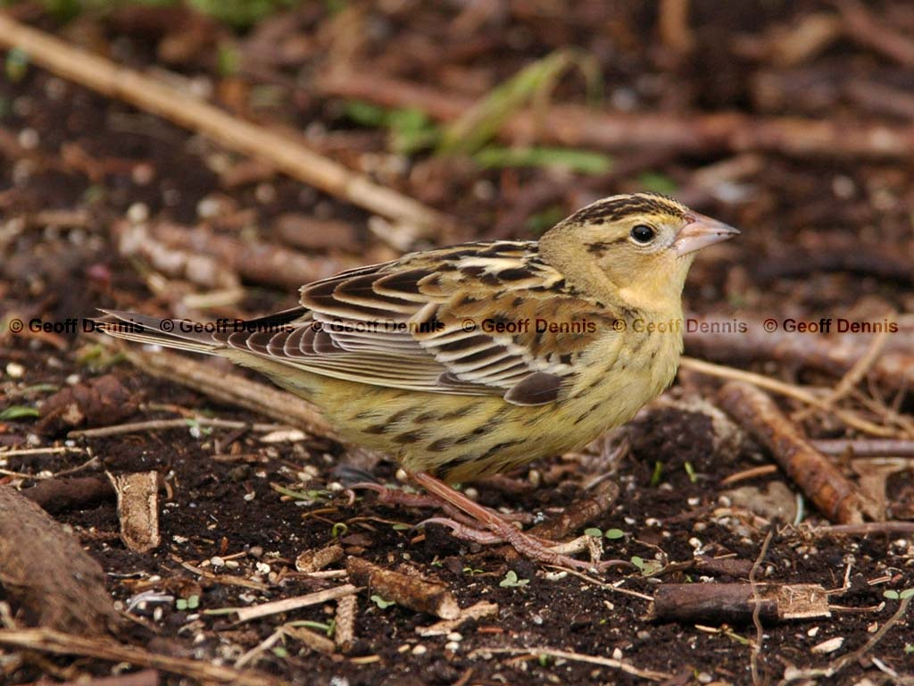 BOBO-AG_Bobolink
