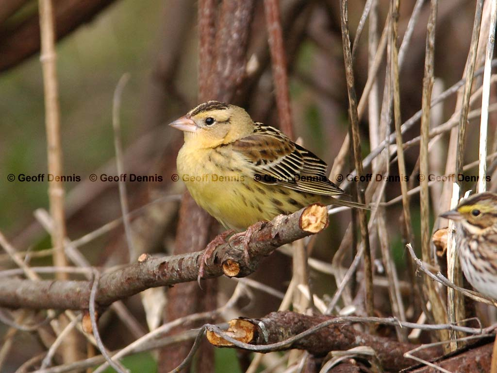 BOBO-AH_Bobolink