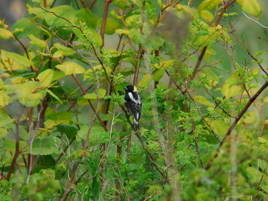BOBO-AK_Bobolink
