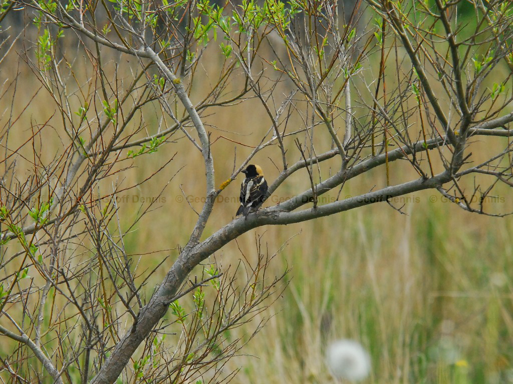 BOBO-AL_Bobolink