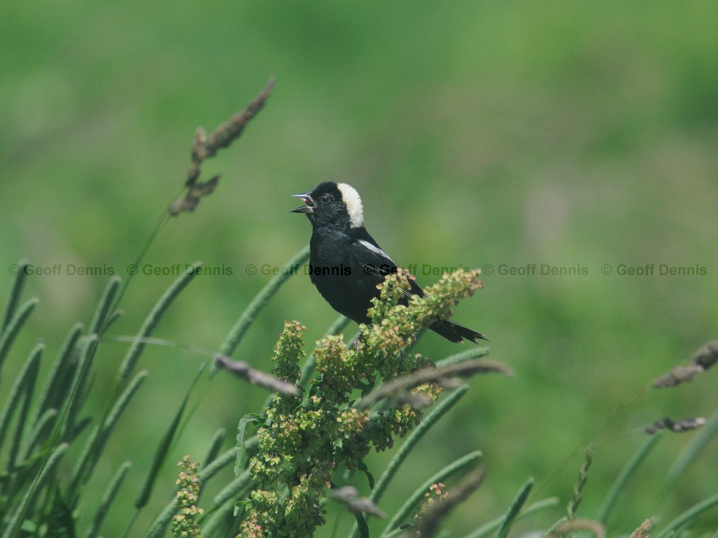 BOBO-AM_Bobolink