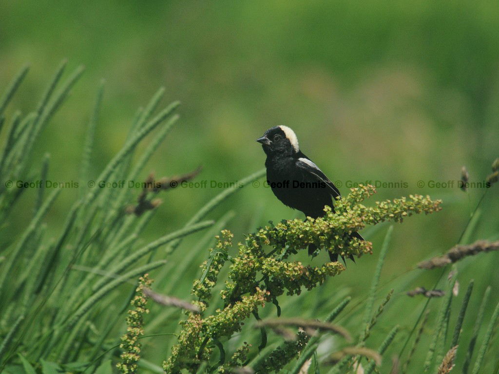 BOBO-AN_Bobolink