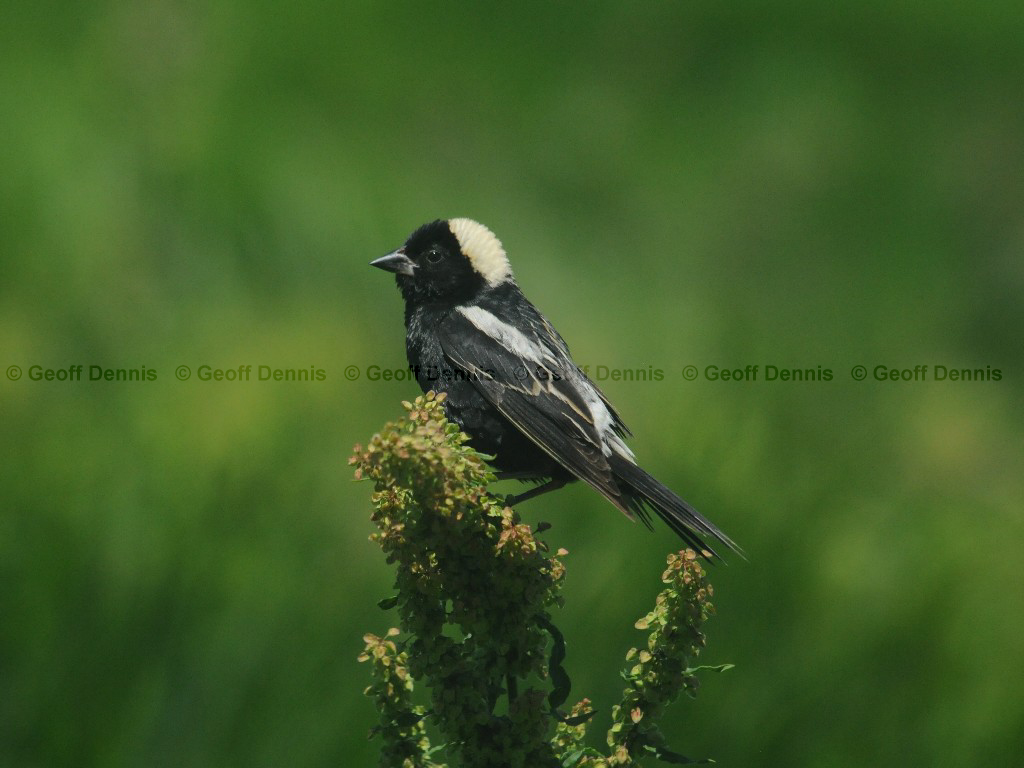 BOBO-AO_Bobolink