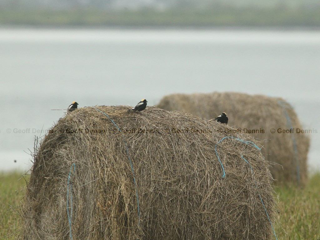 BOBO-AP_Bobolink