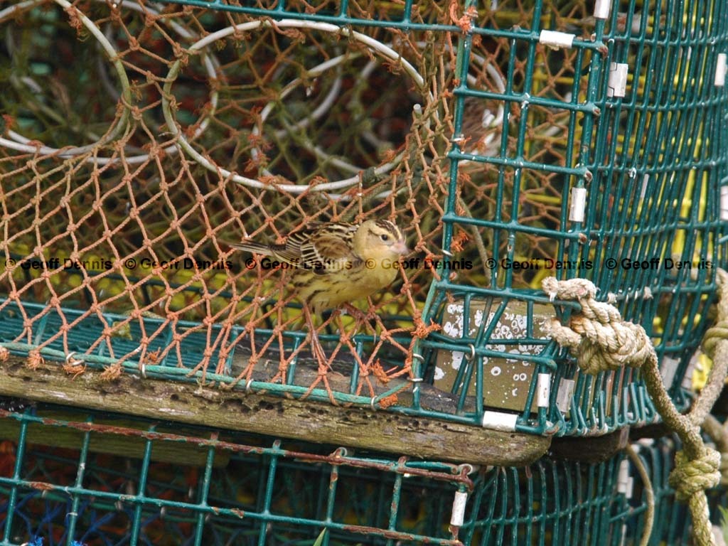 BOBO-AQ_Bobolink