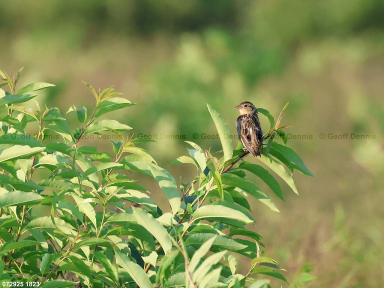 BOBO-AX_Bobolink