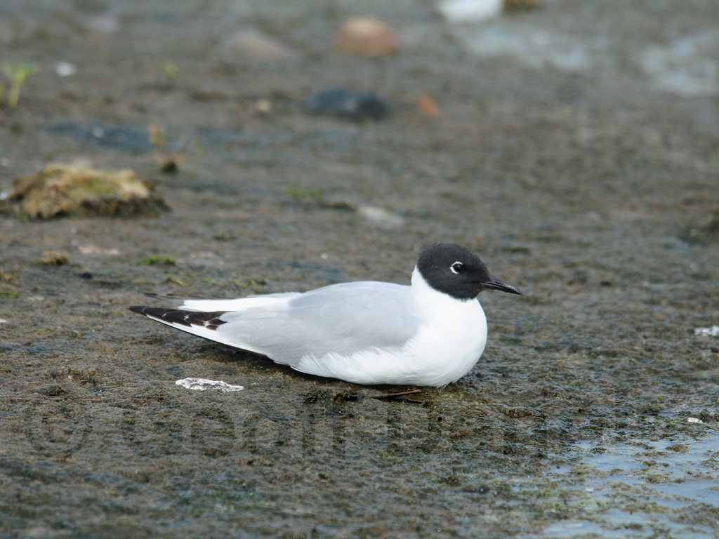 BOGU-AA_Bonapartes-Gull