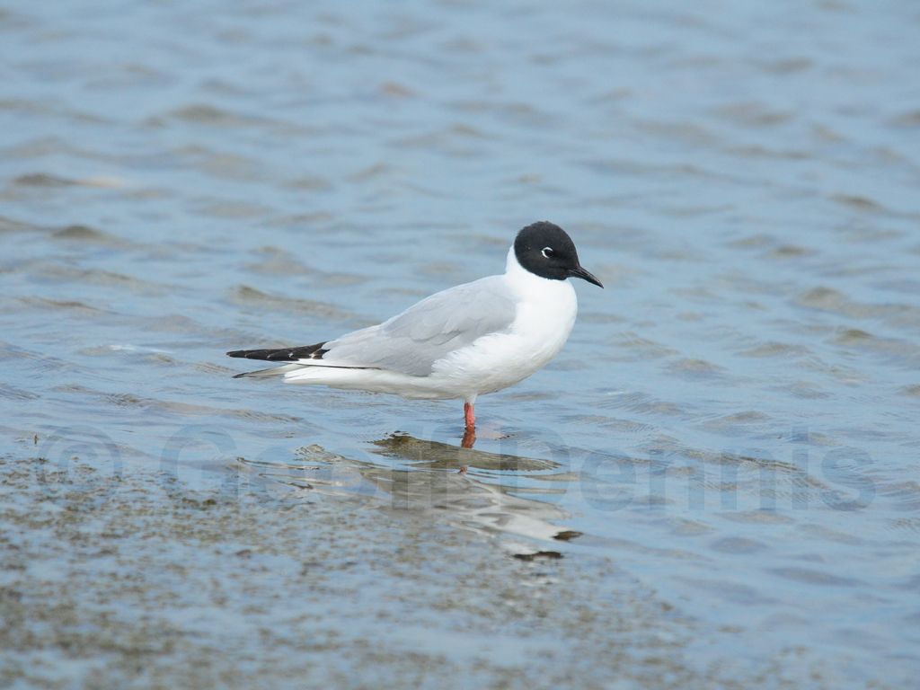 BOGU-AB_Bonapartes-Gull