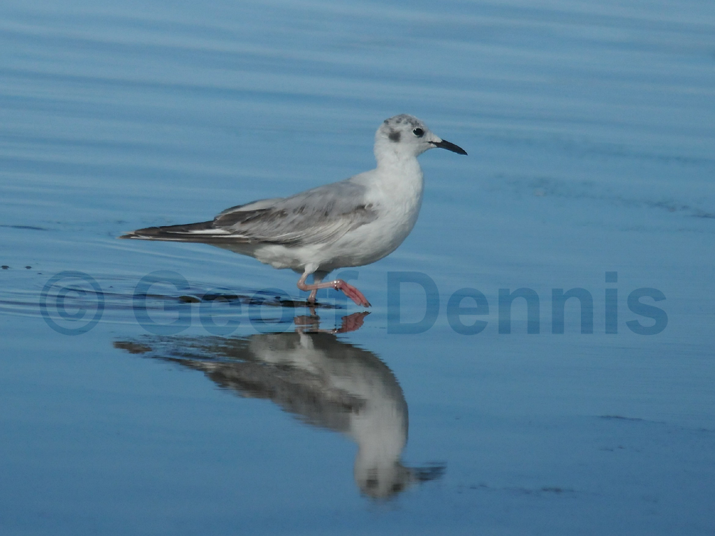 BOGU-AC_Bonapartes-Gull