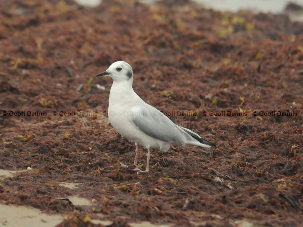 BOGU-AD_Bonapartes-Gull