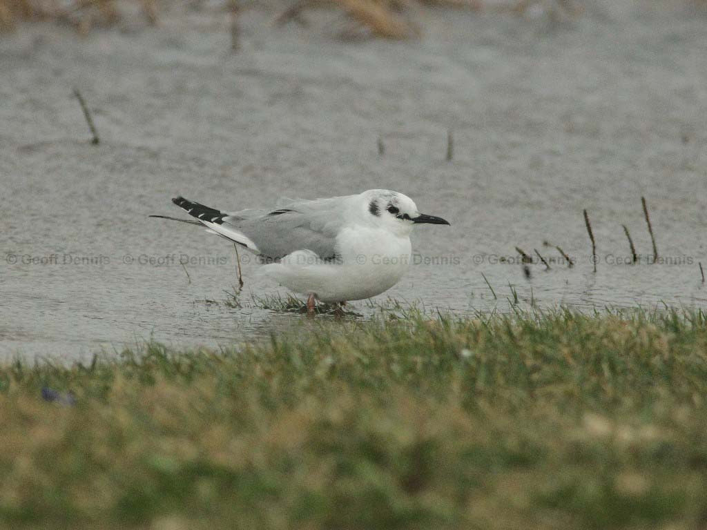 BOGU-AE_Bonapartes-Gull