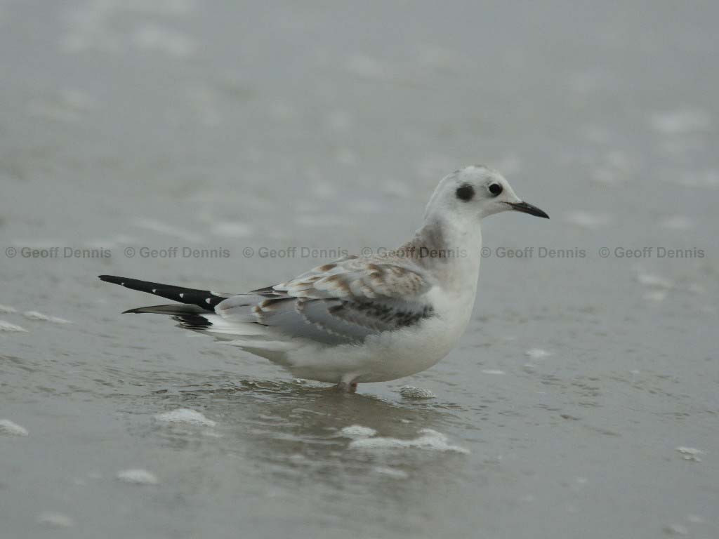 BOGU-AF_Bonapartes-Gull