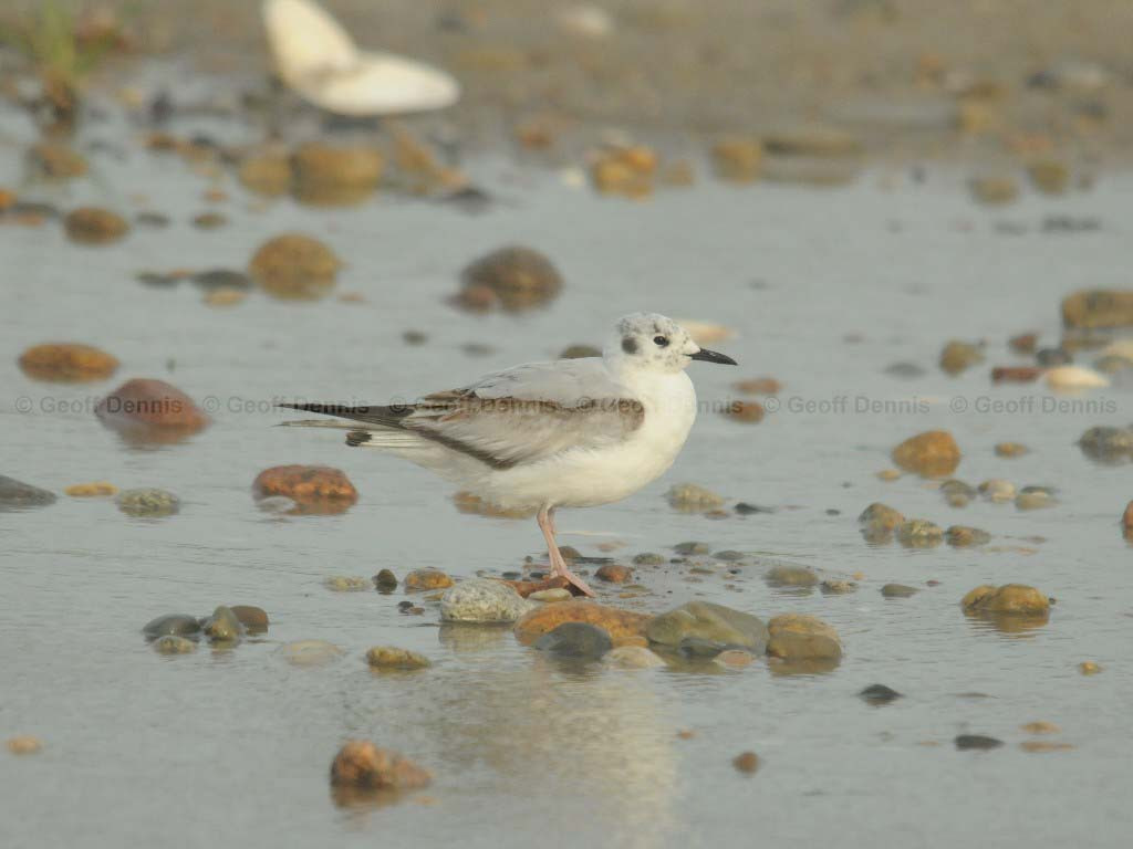BOGU-AG_Bonapartes-Gull