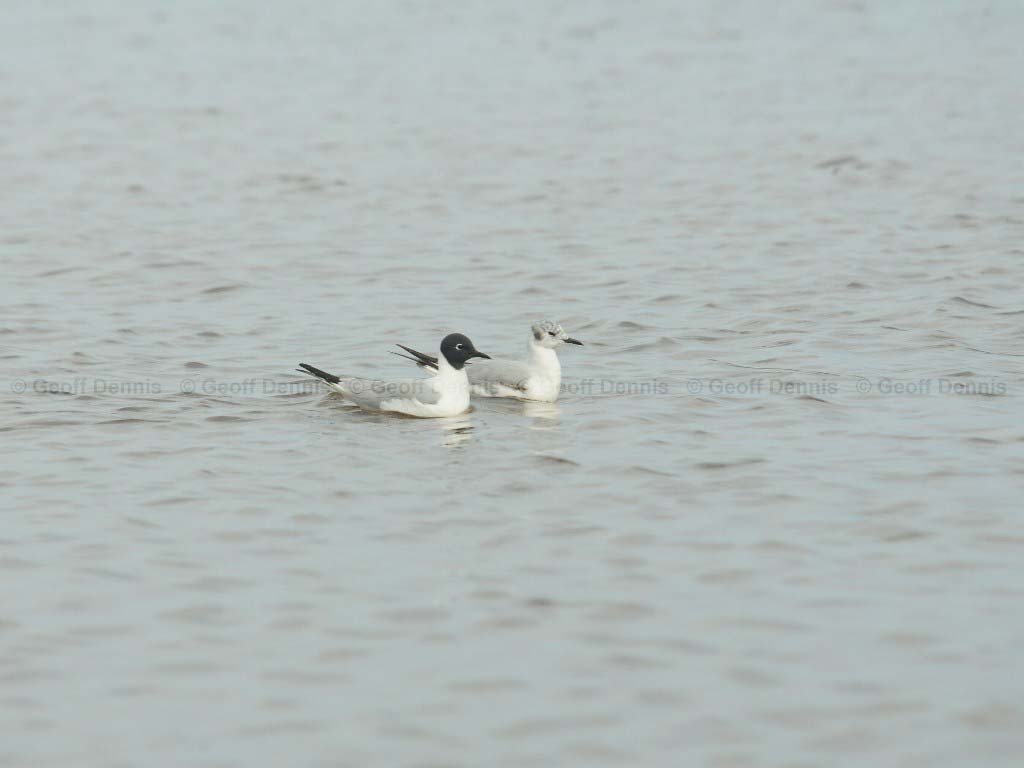 BOGU-AH_Bonapartes-Gull