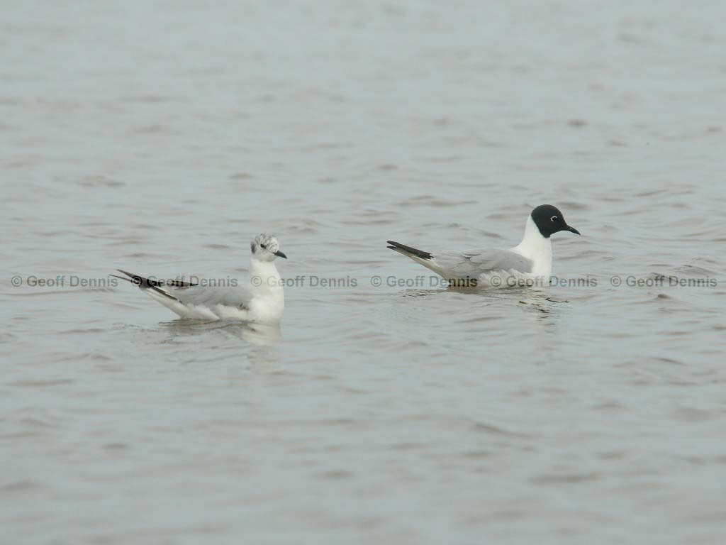 BOGU-AI_Bonapartes-Gull