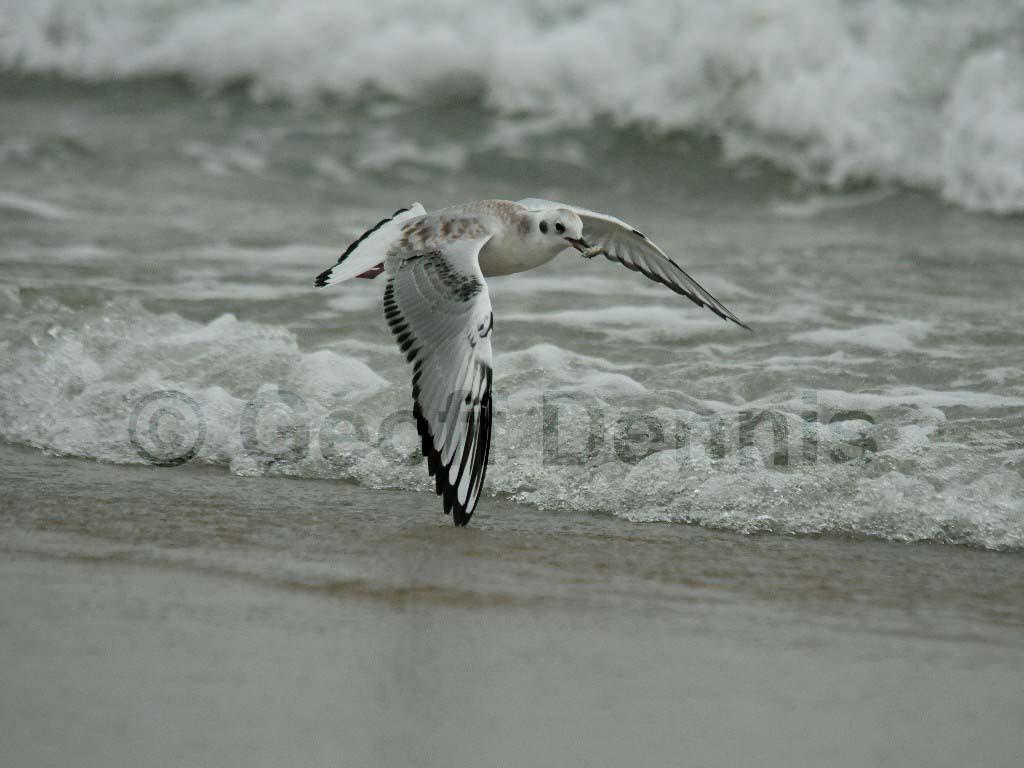 BOGU-AJ_Bonapartes-Gull