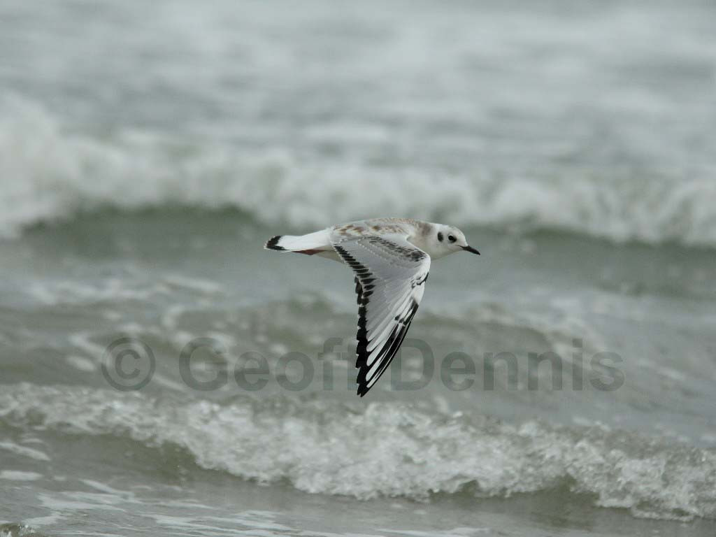BOGU-AK_Bonapartes-Gull