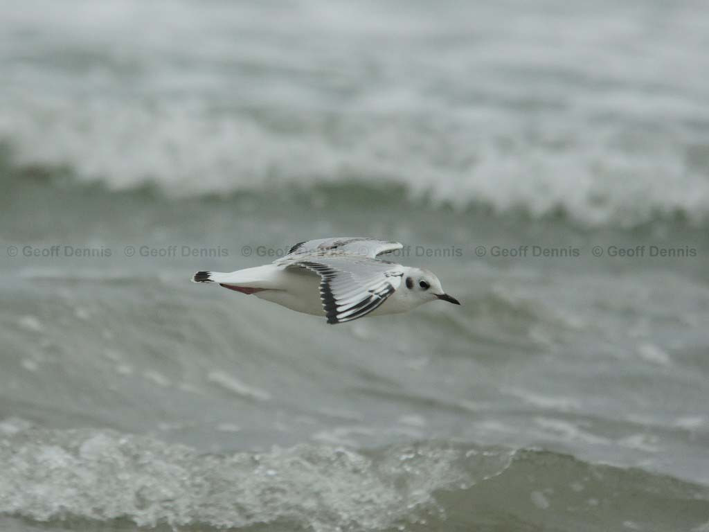 BOGU-AL_Bonapartes-Gull