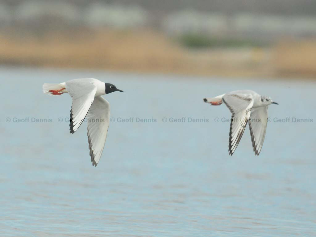 BOGU-AM_Bonapartes-Gull
