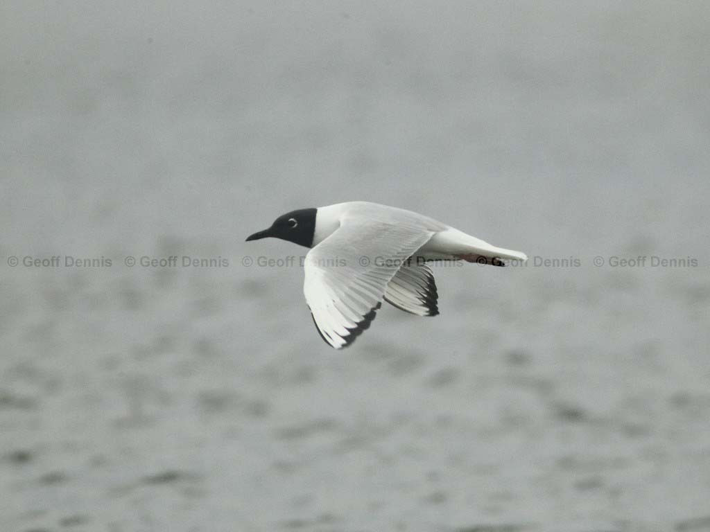 BOGU-AN_Bonapartes-Gull