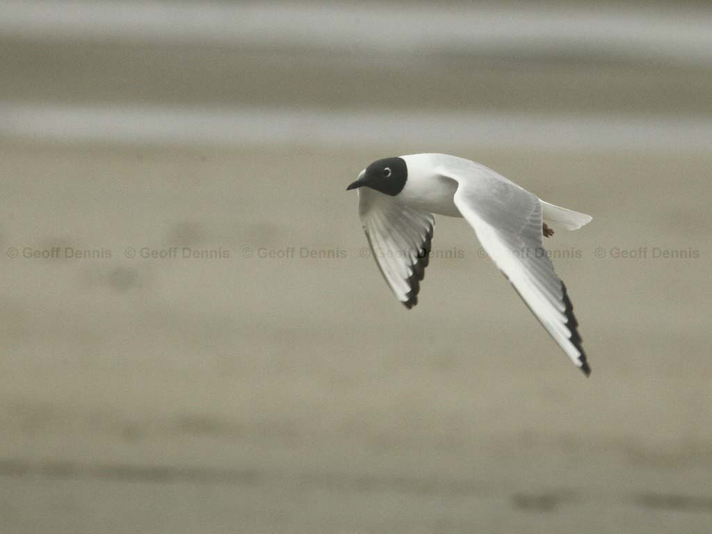 BOGU-AO_Bonapartes-Gull