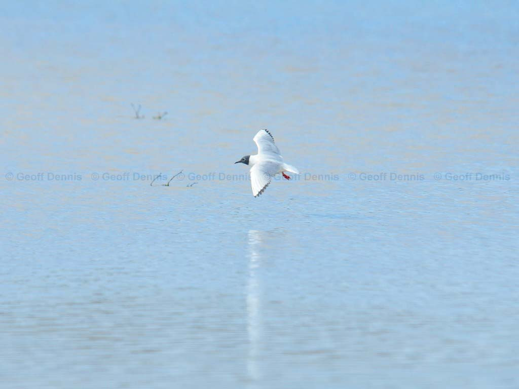 BOGU-AP_Bonapartes-Gull