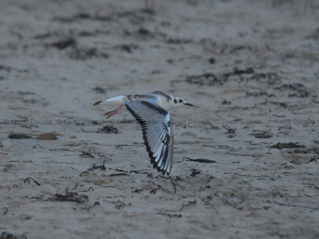 BOGU-AQ_Bonapartes-Gull