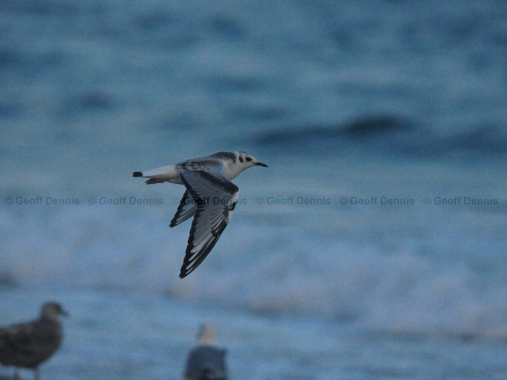 BOGU-AR_Bonapartes-Gull