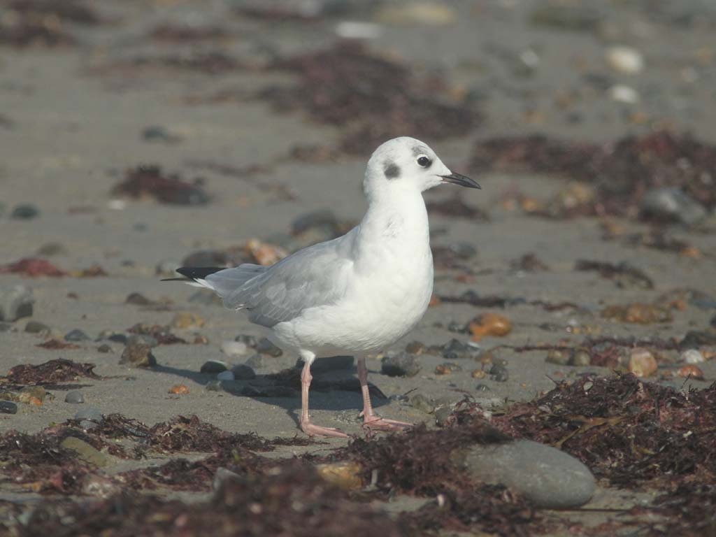 BOGU-AS_Bonapartes-Gull