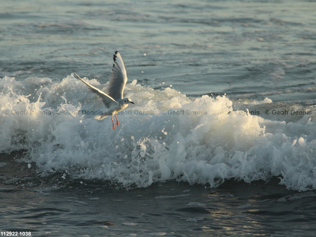 BOGU-AT_Bonapartes-Gull