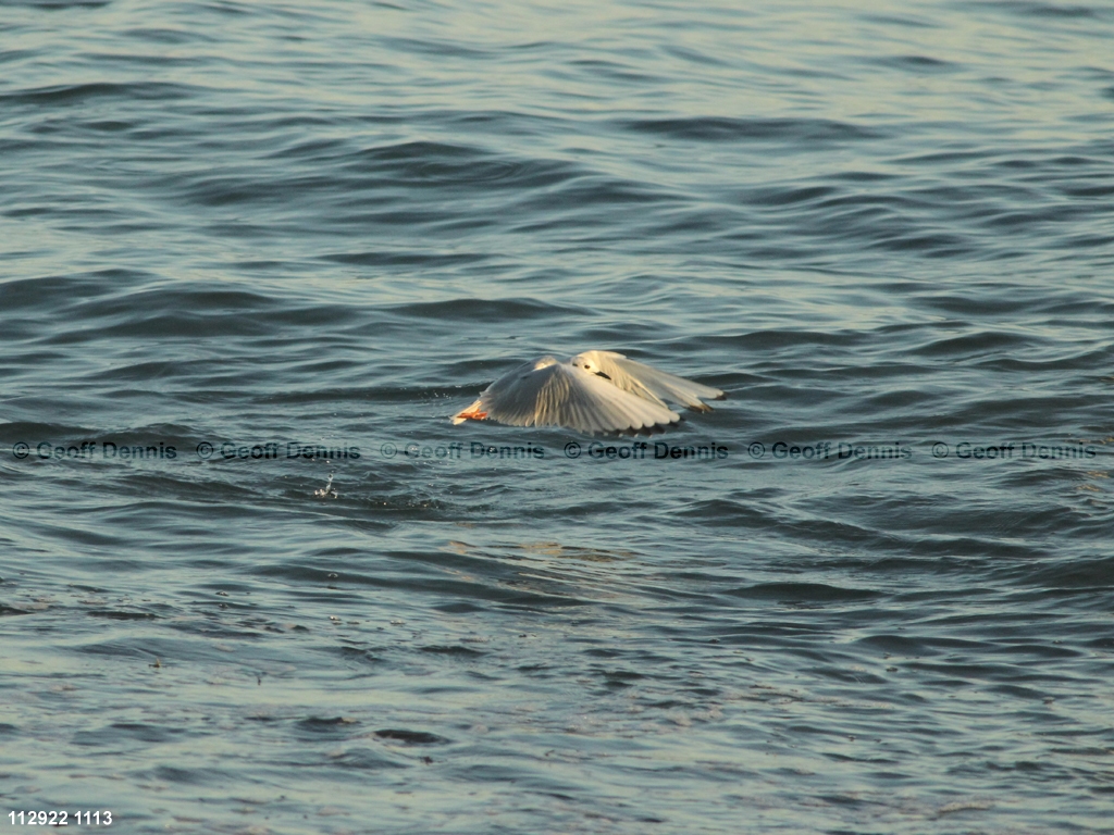BOGU-AU_Bonapartes-Gull
