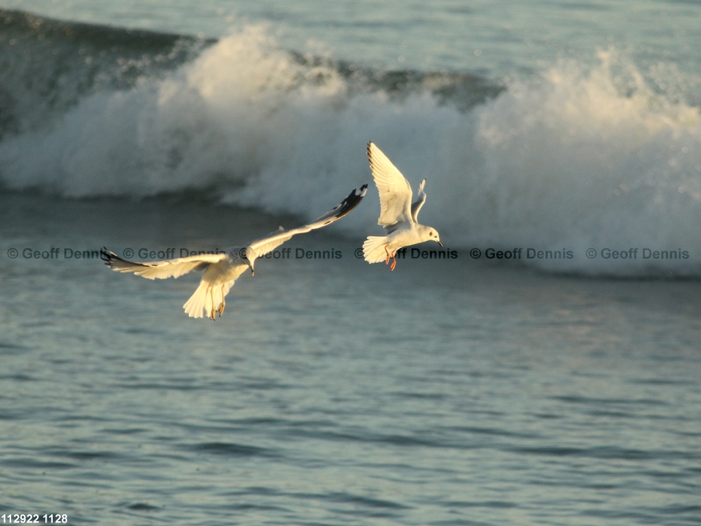 BOGU-AV_Bonapartes-Gull