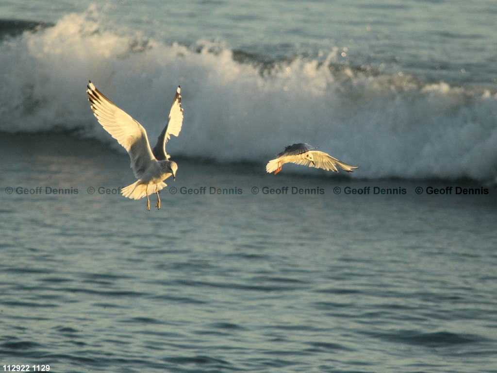 BOGU-AW_Bonapartes-Gull