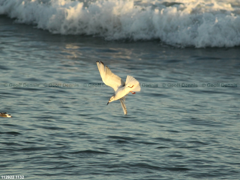 BOGU-AX_Bonapartes-Gull