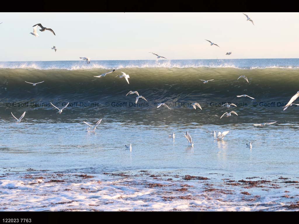 BOGU-AY_Bonapartes-Gull