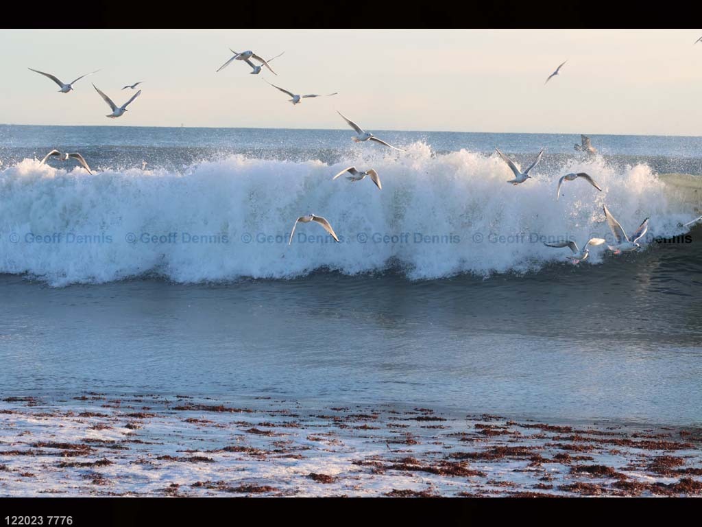BOGU-AZ_Bonapartes-Gull