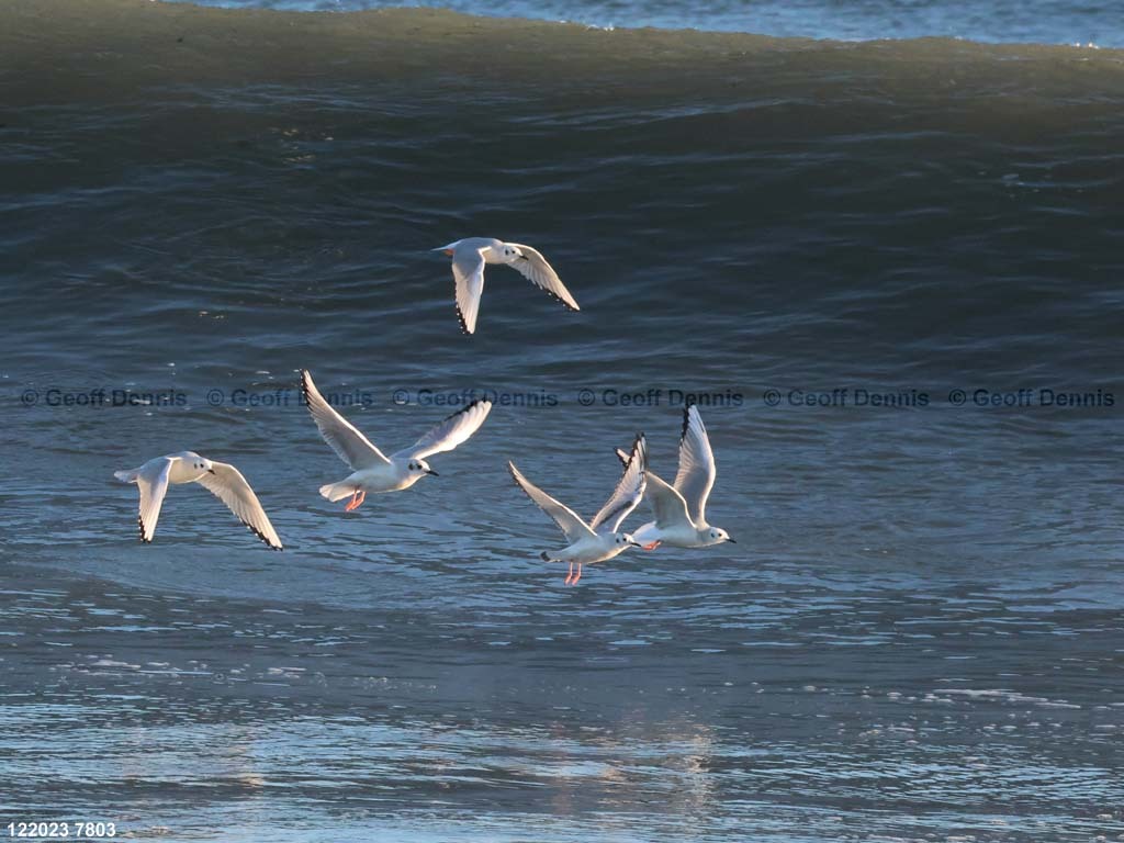BOGU-BA_Bonapartes-Gull