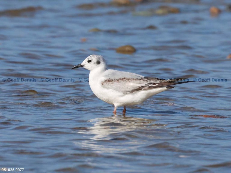 BOGU-BB_Bonapartes-Gull