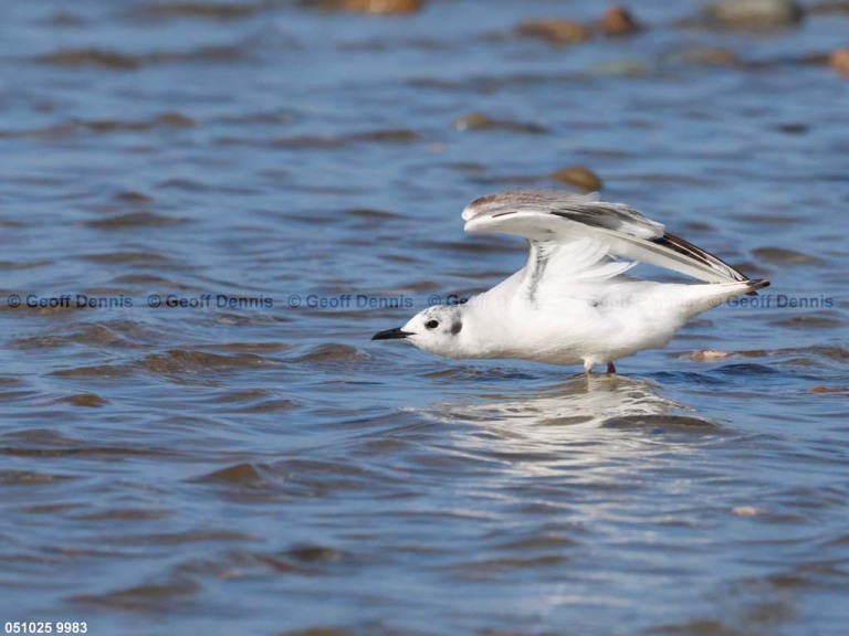 BOGU-BC_Bonapartes-Gull